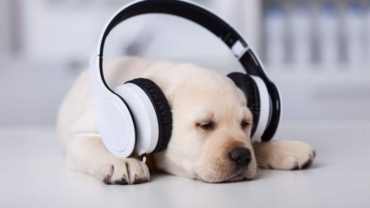 headphones-on-puppy